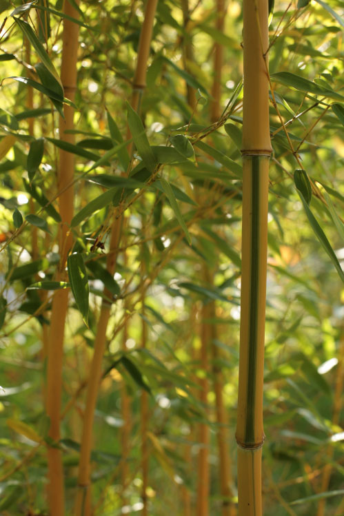 Phyllostachys aureosulcata 'Spectabilis' Phyllostachys aureosulcata 'Spectabilis'