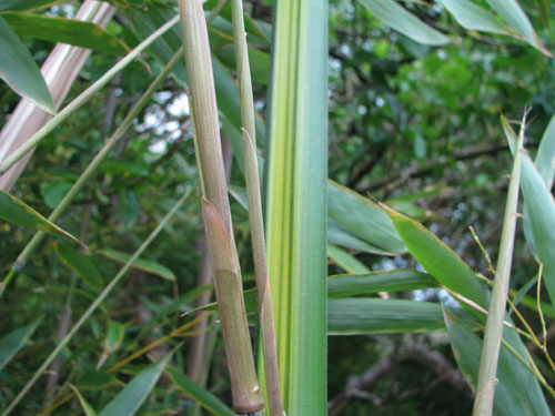 Phyllostachys aureosulcata Phyllostachys aureosulcata