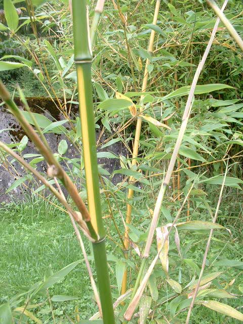 Phyllostachys bambusoides 'Castilloni Inversa'