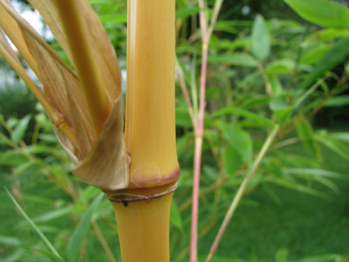 Phyllostachys bambusoides 'Holochrysa'