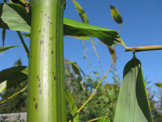 Phyllostachys bambusoides 'Tanakae'