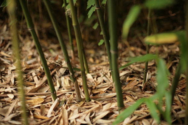 Phyllostachys bissetii