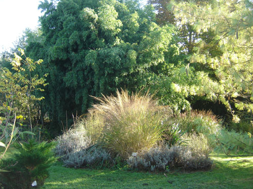 Phyllostachys decora