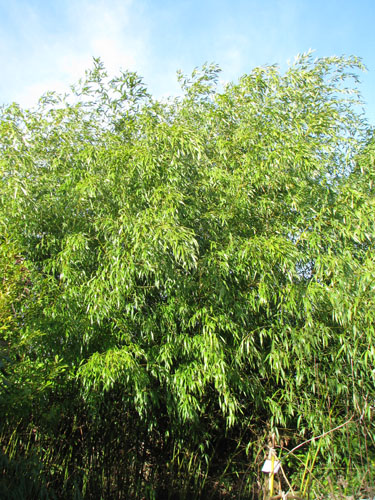 Phyllostachys flexuosa