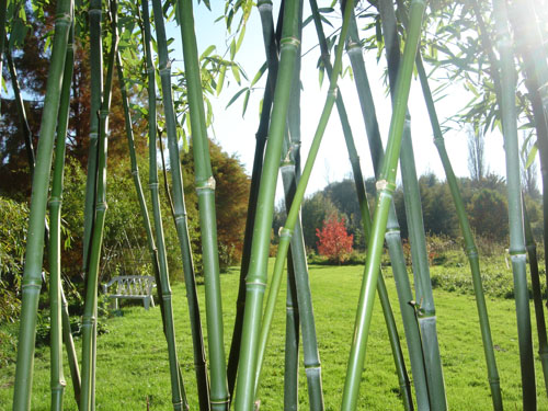 Phyllostachys heteroclada 'Purpurata Solida'