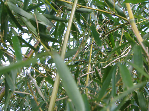 Phyllostachys heteroclada