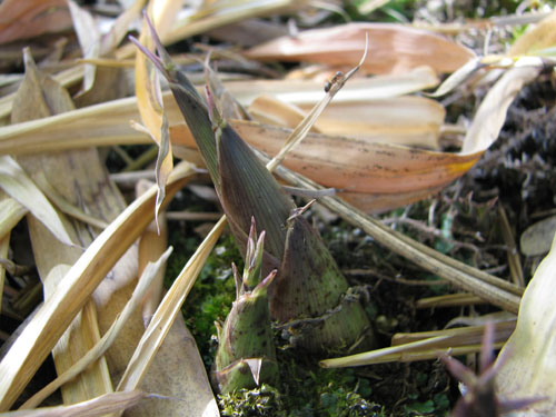 Phyllostachys iridescens