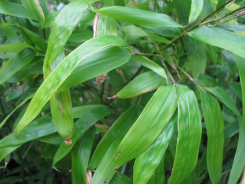 Phyllostachys nidularia