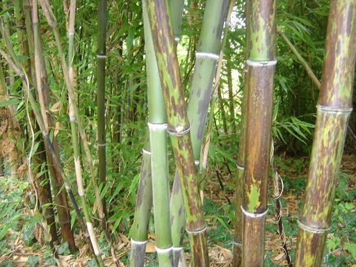 Phyllostachys nigra 'Boryana'