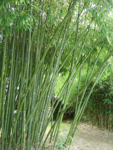 Phyllostachys nigra 'Henonis' Phyllostachys nigra 'Henonis'
