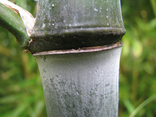 Phyllostachys nuda Phyllostachys nuda