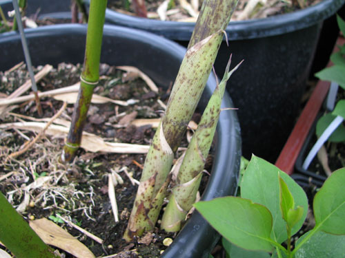 Phyllostachys prominens Phyllostachys prominens