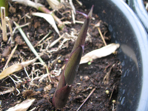 Phyllostachys propinqua Phyllostachys propinqua