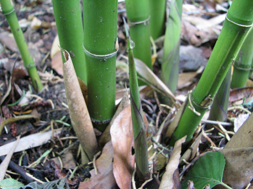 Phyllostachys rubromarginata