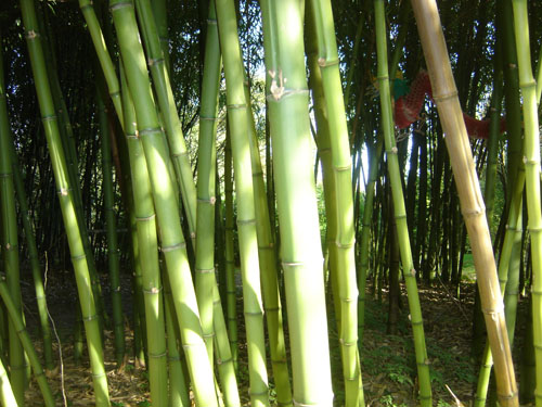 Phyllostachys sulphurea 'Viridis' Phyllostachys sulphurea 'Viridis'