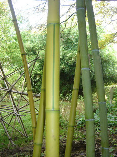 Phyllostachys sulphurea 'Robert Young'