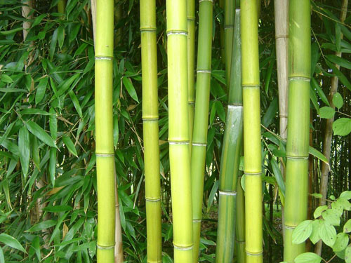 Phyllostachys violascens