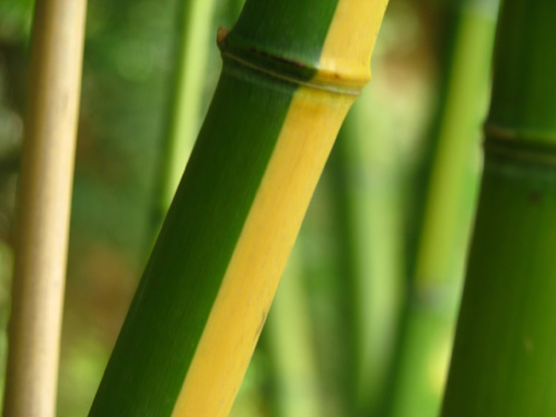 Phyllostachys vivax 'Aureocaulis' Phyllostachys vivax 'Aureocaulis'