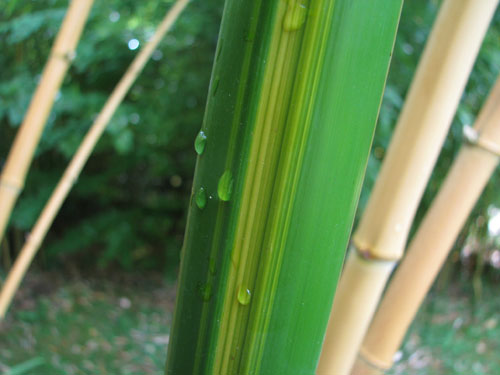 Phyllostachys vivax 'Huanvenzhu' Phyllostachys vivax 'Huanvenzhu'