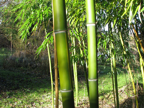 Phyllostachys vivax Phyllostachys vivax