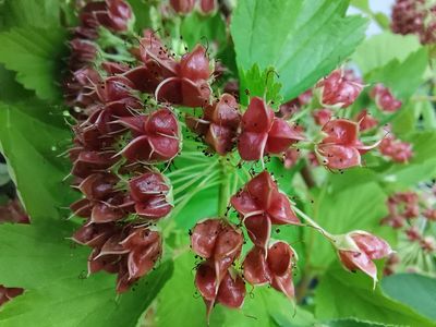 Physocarpus bracteatus