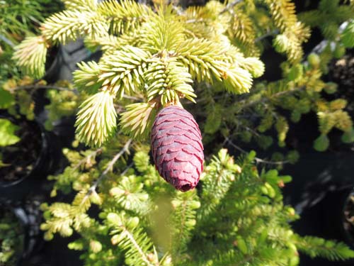 Picea likiangensis