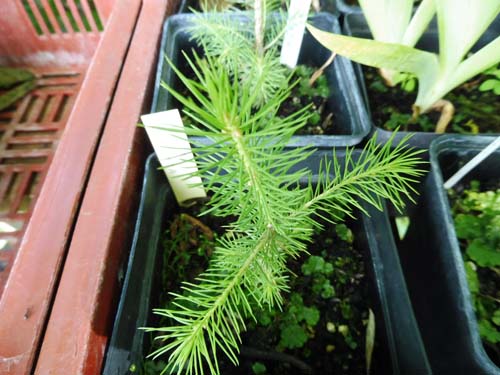 Picea obovata