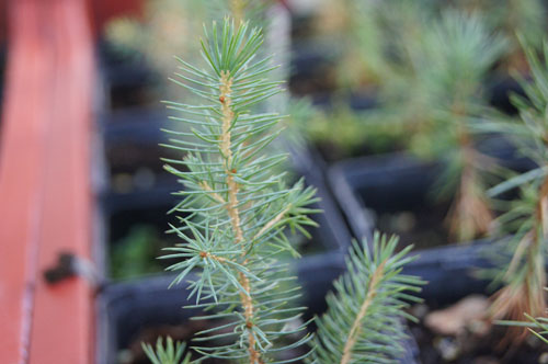 Picea omorika Picea omorika