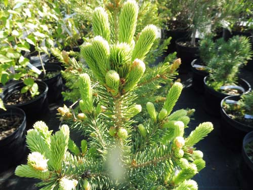 Picea pungens f.glauca