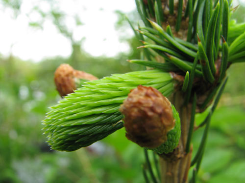 Picea retroflexa