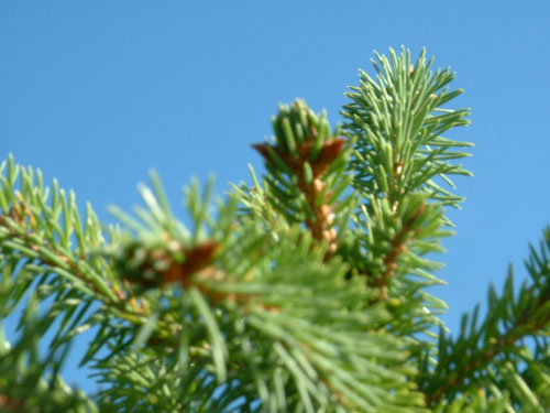 Picea rubens