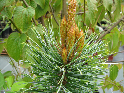 Pinus aristata