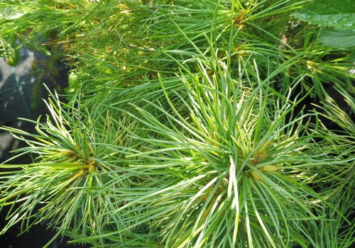 Pinus armandii