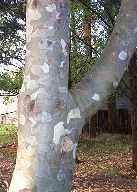 Pinus bungeana