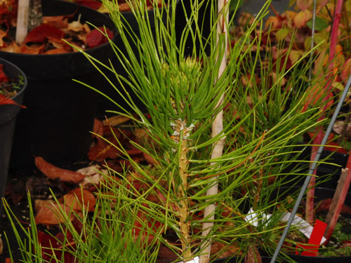 Pinus densiflora