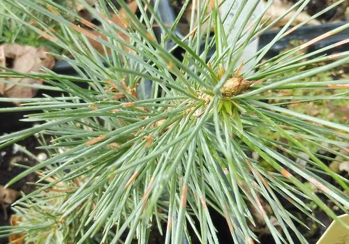 Pinus longaeva