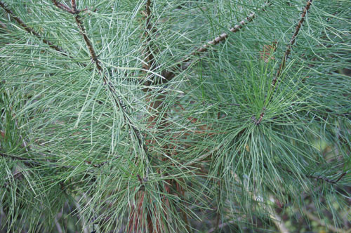 Pinus pinea Pinus pinea