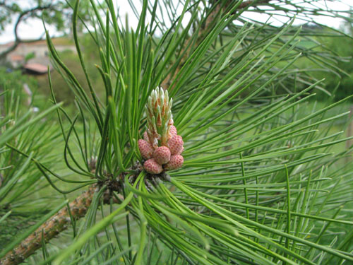 Pinus tabuliformis