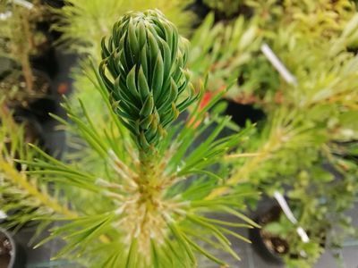 Pinus taeda Pinus taeda