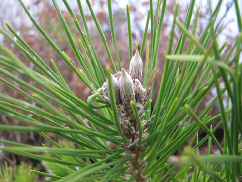 Pinus thunbergii
