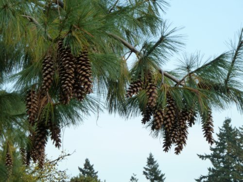 Pinus wallichiana