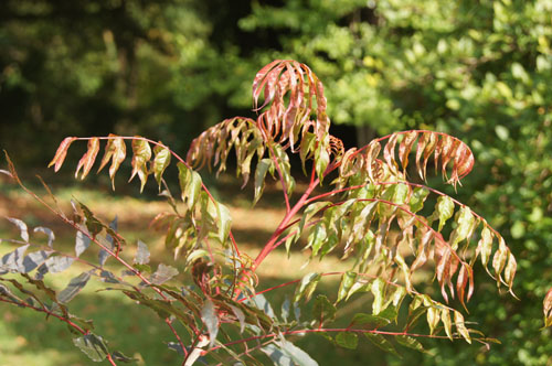 Pistacia chinensis Pistacia chinensis