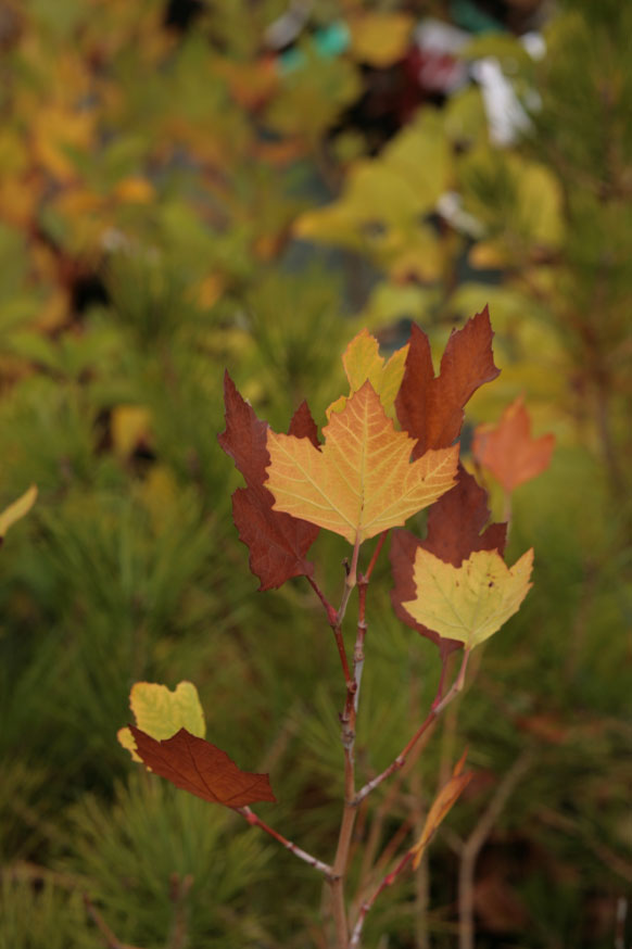 Platanus orientalis Platanus orientalis