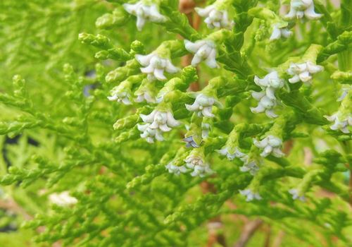 Platycladus orientalis