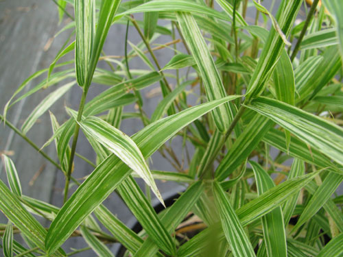 Pleioblastus chino 'Elegantissimus'