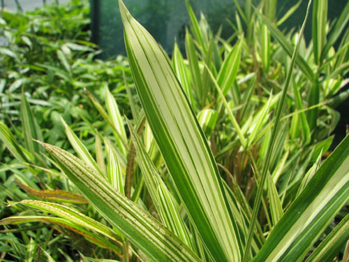 Pleioblastus fortunei 'Variegatus' Pleioblastus fortunei 'Variegatus'