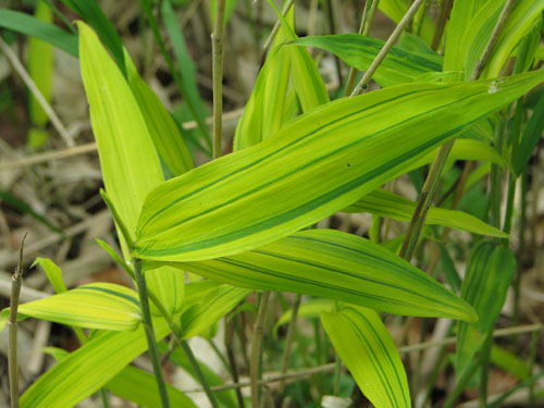 Pleioblastus viridistriatus 'Auricoma' Pleioblastus viridistriatus 'Auricoma'