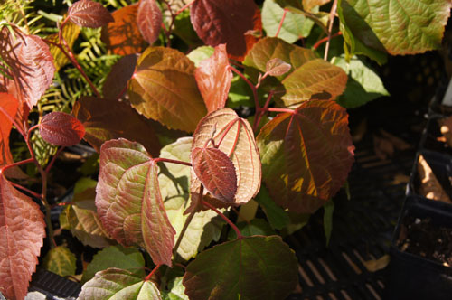 Poliothyrsis sinensis Poliothyrsis sinensis