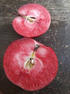 Pommier 'Baya Marisa' Pommier 'Baya Marisa'