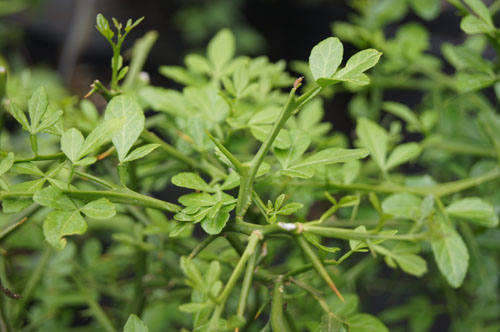 Poncirus trifoliata Poncirus trifoliata